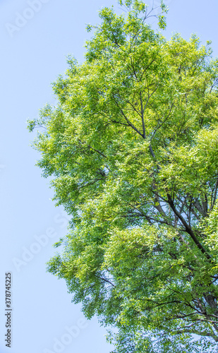 New bright green leaf foliage on a tree in spring isolated against a blue sky