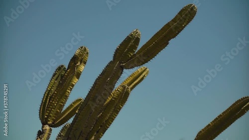 Close up of cactus tree in Gumuk Pasir Beach, Yogyakarta, Indonesia photo