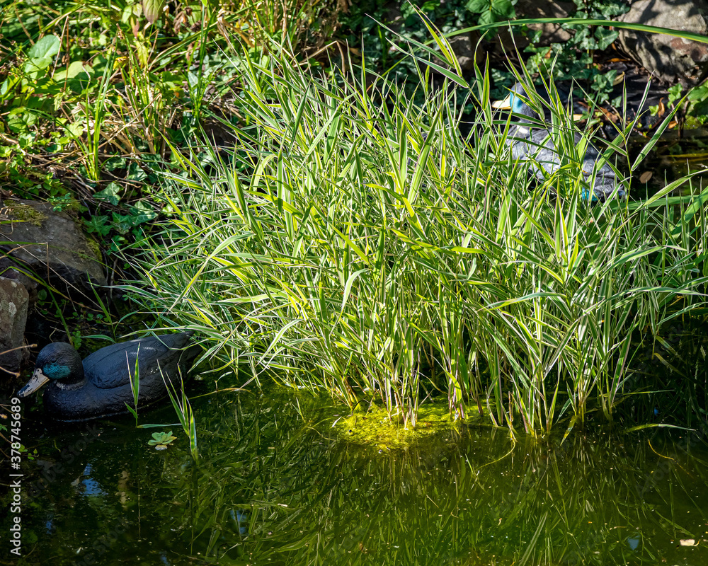 Gartenteich