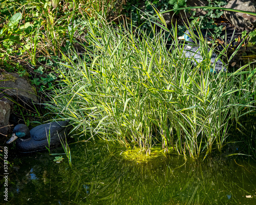 Obraz na płótnie Gartenteich w salonie