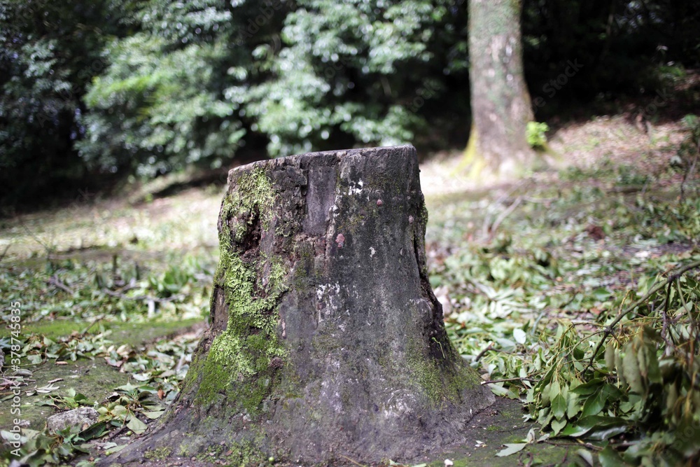 Obraz premium 切り株