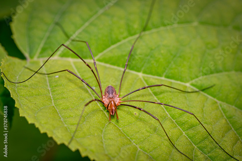  Spider haycous ordinary (Phalangium opilio) waits for prey on the leaves of Gortensia. Macro photo.