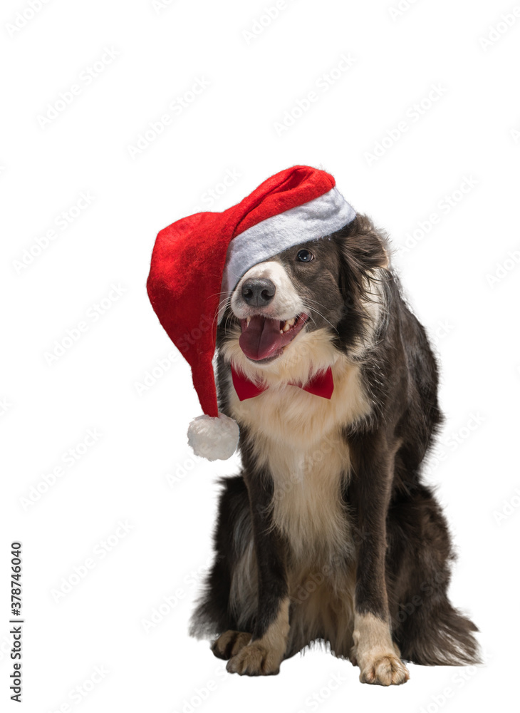Christmas border collie dog in a red Santa hat, isolate