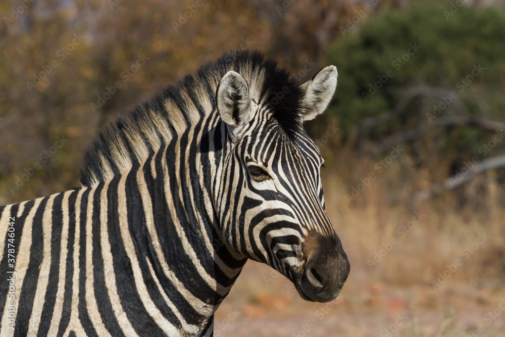 Zebra (Equus quagga burchellii) head portrait closeup against a bokeh background of fall colors in South Africa Zebra (Equus quagga burchellii) head portrait closeup against a bokeh background of fall colors in South Africa