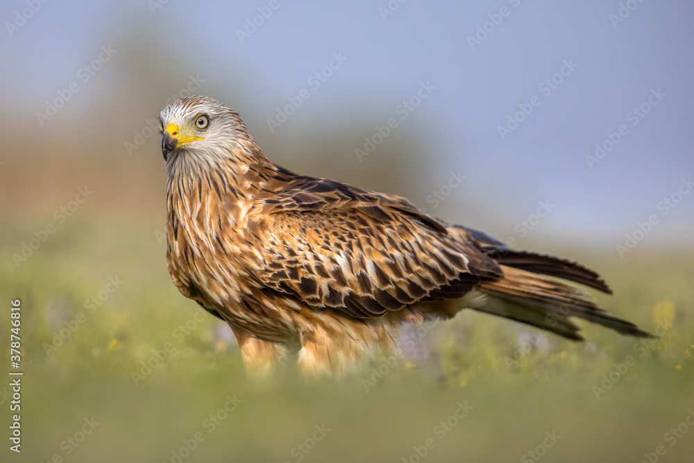 Red kite perched in green grass with flowers Red kite perched in green grass with flowers