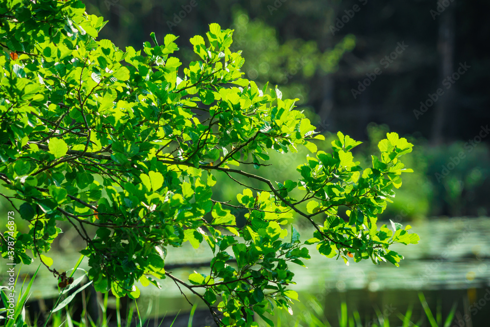 Branch of alder by the lake Branch of alder by the lake