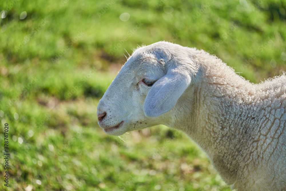 Obraz premium White Baby Lamb Headshot in a field