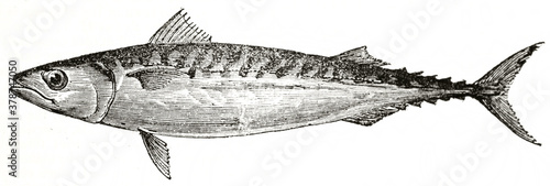 Single isolated mackerel (Scomber scombrus) on white background. Ancient engraving grey tone art by unidentified author, The Penny Magazine, London 1837 photo