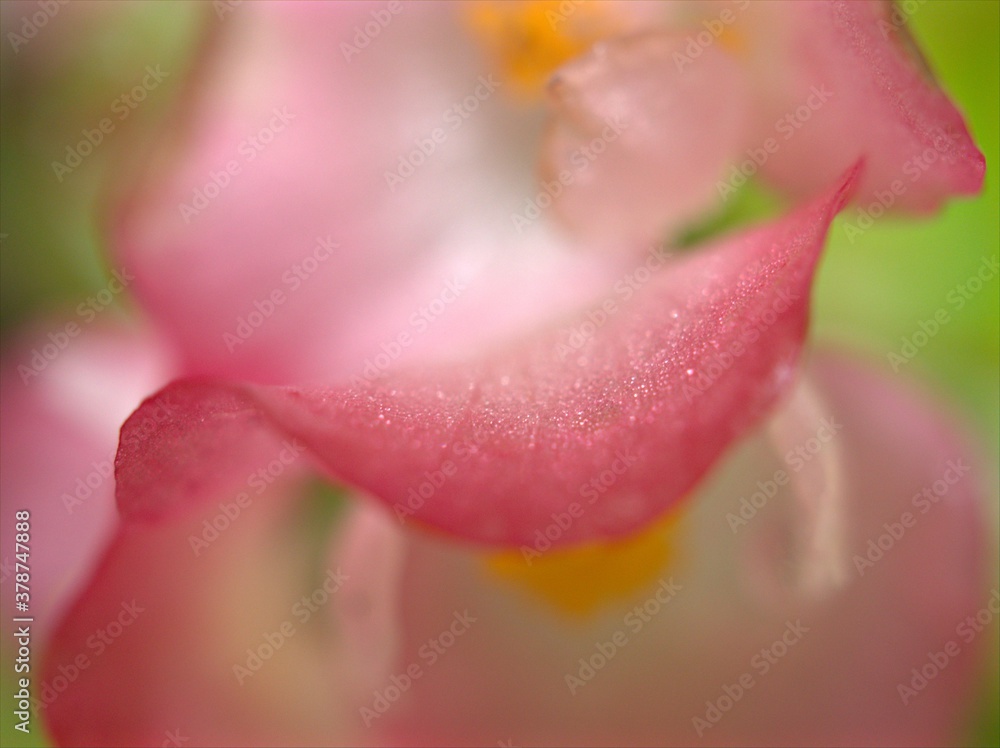 Closeup macro pink petals of rose flower with water drops and blurred background ,soft focus ,sweet color for wedding card design ,droplets on flower ,dew on pink begonia  petal 