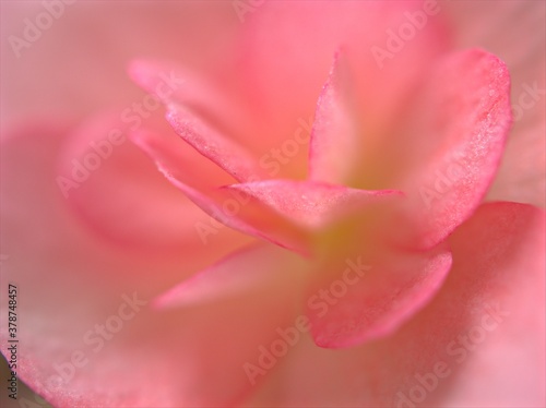 Closeup macro flower of pink petals begonia flower with blurred background , soft focus ,sweet color for wedding card design, rose petals