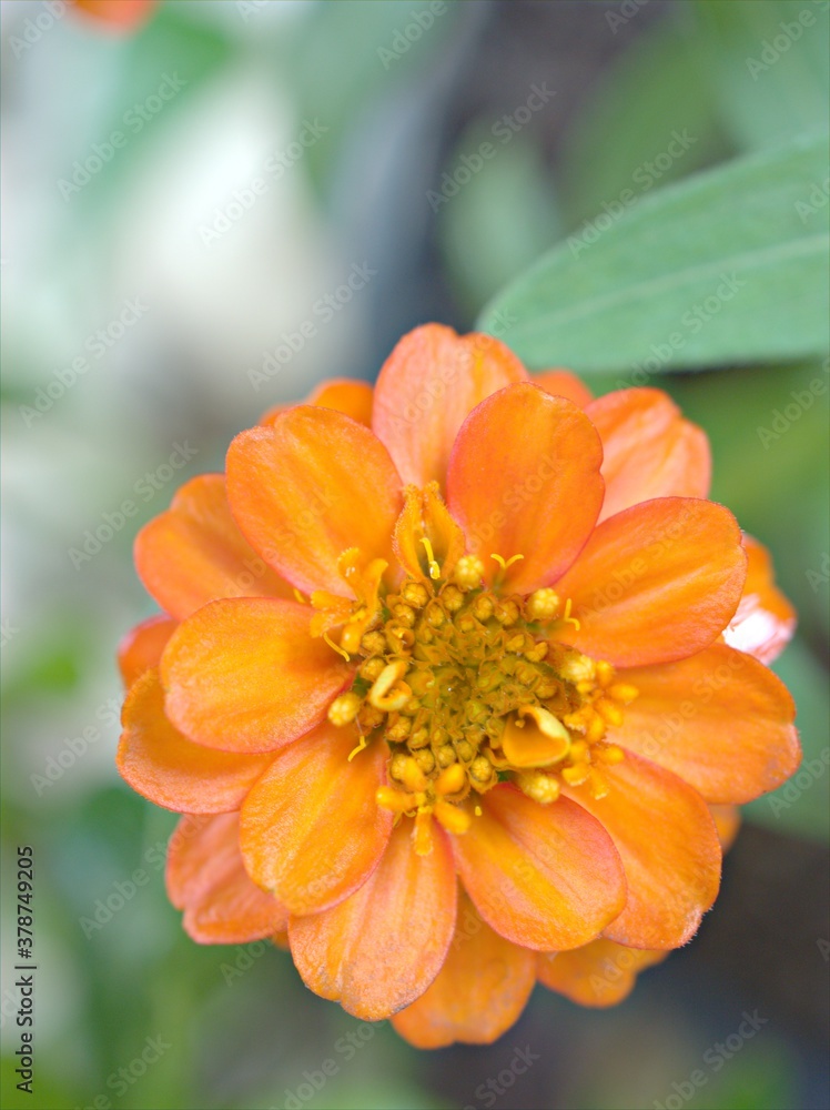 Closeup orange petals of Zinnia angustifolia flower plants in garden with green blurred background ,macro image ,sweet color for card design Closeup orange petals of Zinnia angustifolia flower plants in garden with green blurred background ,macro image ,sweet color for card design