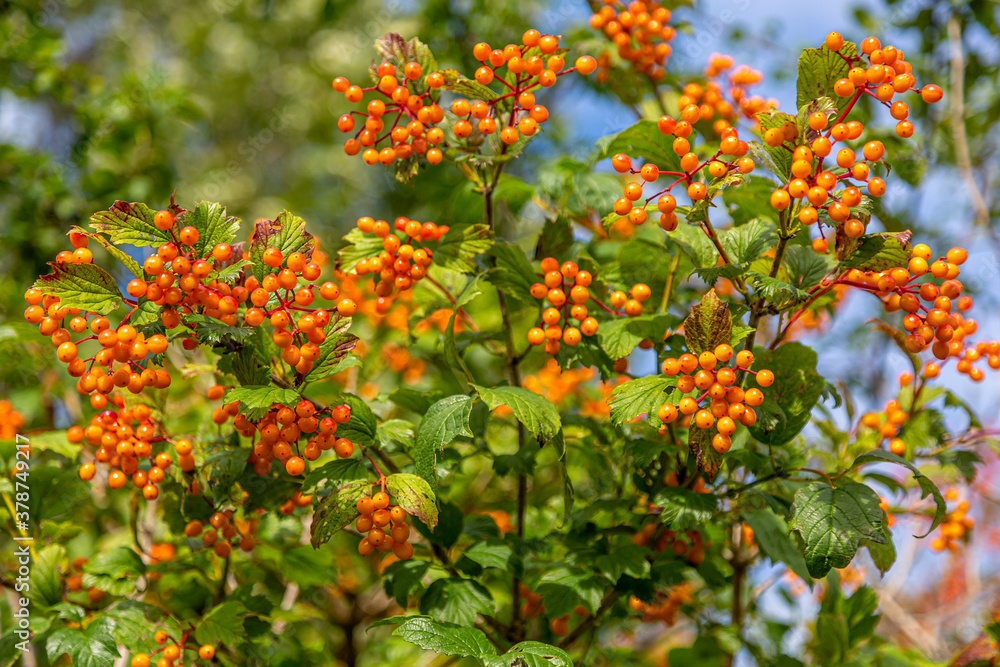 Orange Berry Bush