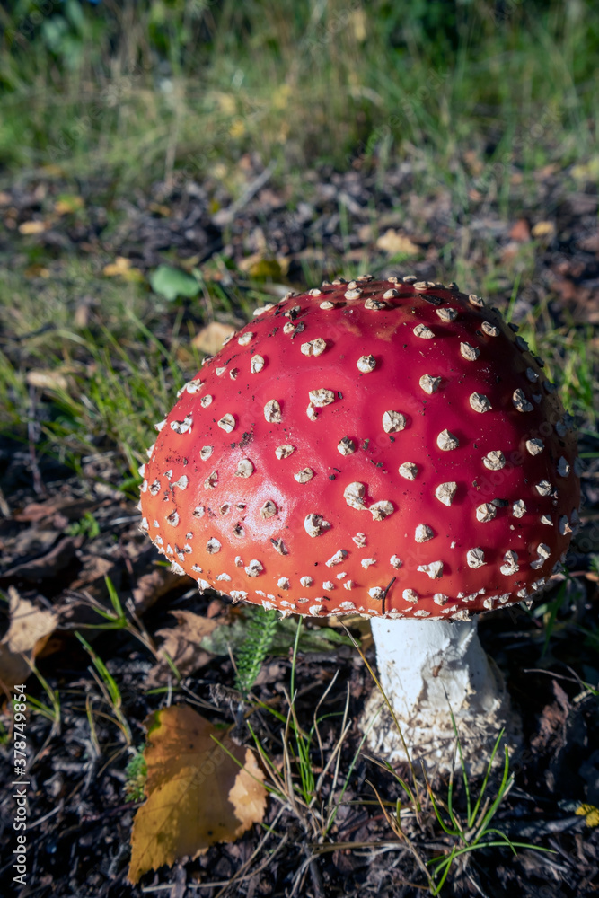 Amanita muscaria, Fly agaric mushroom Amanita muscaria, Fly agaric mushroom