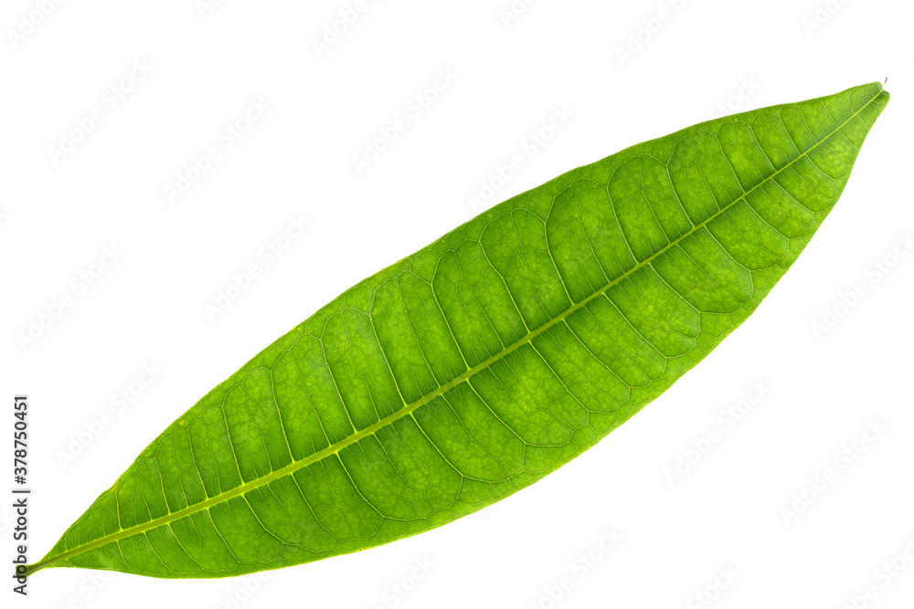Fototapeta premium Pachira aquatica leaves isolated on a white background