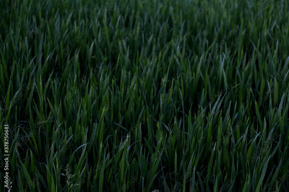 Wild grass with spikelets smoothly swinging in wind. Wild wheat spikelets in field. Beautiful dark green grass, wonderful background. Texture grass of the Elymus repens. Selective focus Wild grass with spikelets smoothly swinging in wind. Wild wheat spikelets in field. Beautiful dark green grass, wonderful background. Texture grass of the Elymus repens. Selective focus