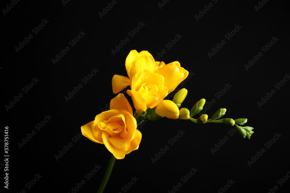 Beautiful yellow freesia flower on black background Beautiful yellow freesia flower on black background