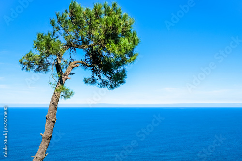 Fototapeta Naklejka Na Ścianę i Meble -  Lonely pine tree on the rocks above the sea. Donostia San Sebastian, Basque Country, Spain. Copy space