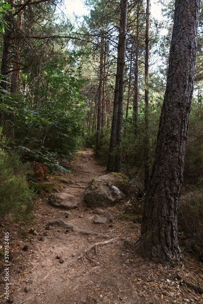Way in the forest surrounded by pine trees in Covaleda, Soria, Spain Way in the forest surrounded by pine trees in Covaleda, Soria, Spain
