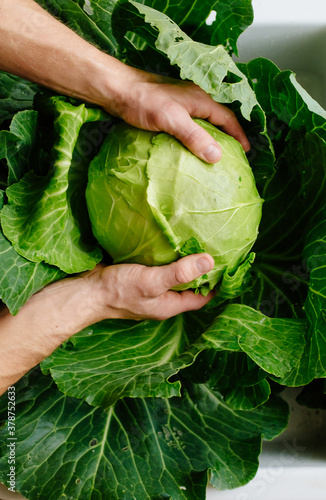 male hands and a large fresh green cabbage. Healthy eating.