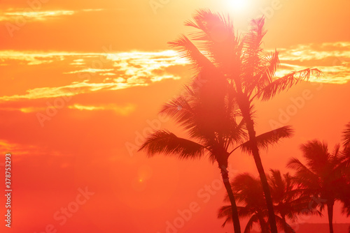 Fototapeta Naklejka Na Ścianę i Meble -  Palm Trees under The Red Sky at Sunset in Hawaii, Tropical Summer Image