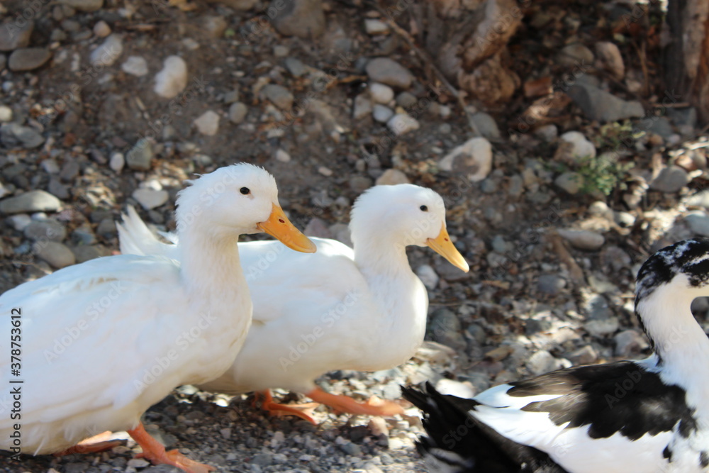 two ducks two ducks