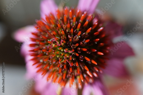 close up of a flower