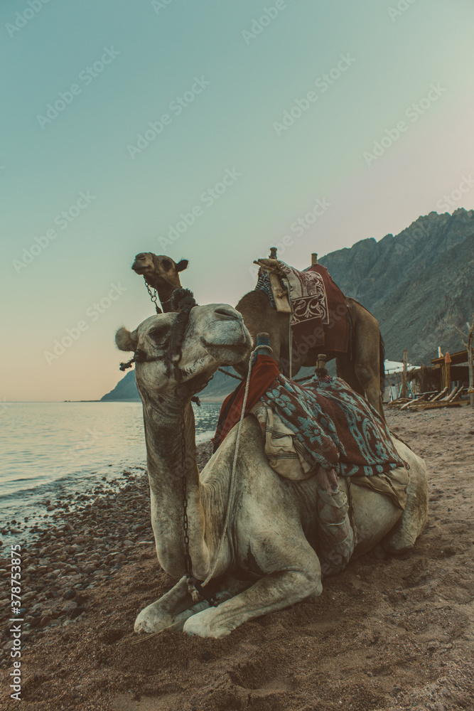 Fototapeta premium Camel on the beach in Dahab at Sinai, Egypt