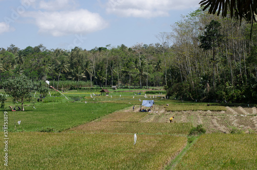 Beautifull rice field scenery in village