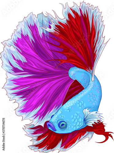 Realistic dragon fish. Fighting fish vector illustration. Koi fish in blue, red and pink colors for games, background, pattern, decor. Print for fabrics and other surfaces.