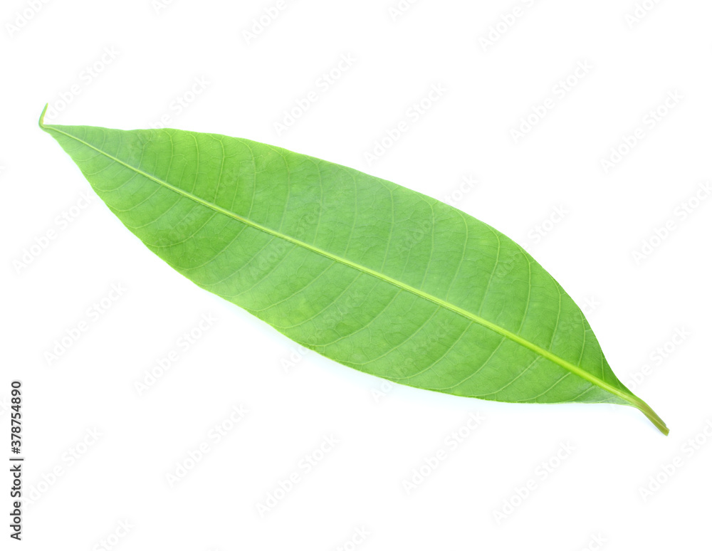 Fototapeta premium Fresh green plum mango leaves isolate on a white background.