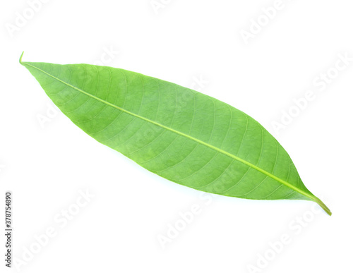 Fresh green plum mango leaves isolate on a white background.