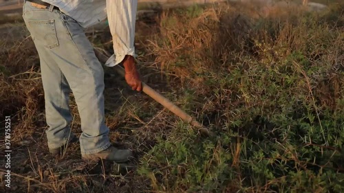 Country man wearing jeans slashes the bush with a pick mattock under a sunset light.