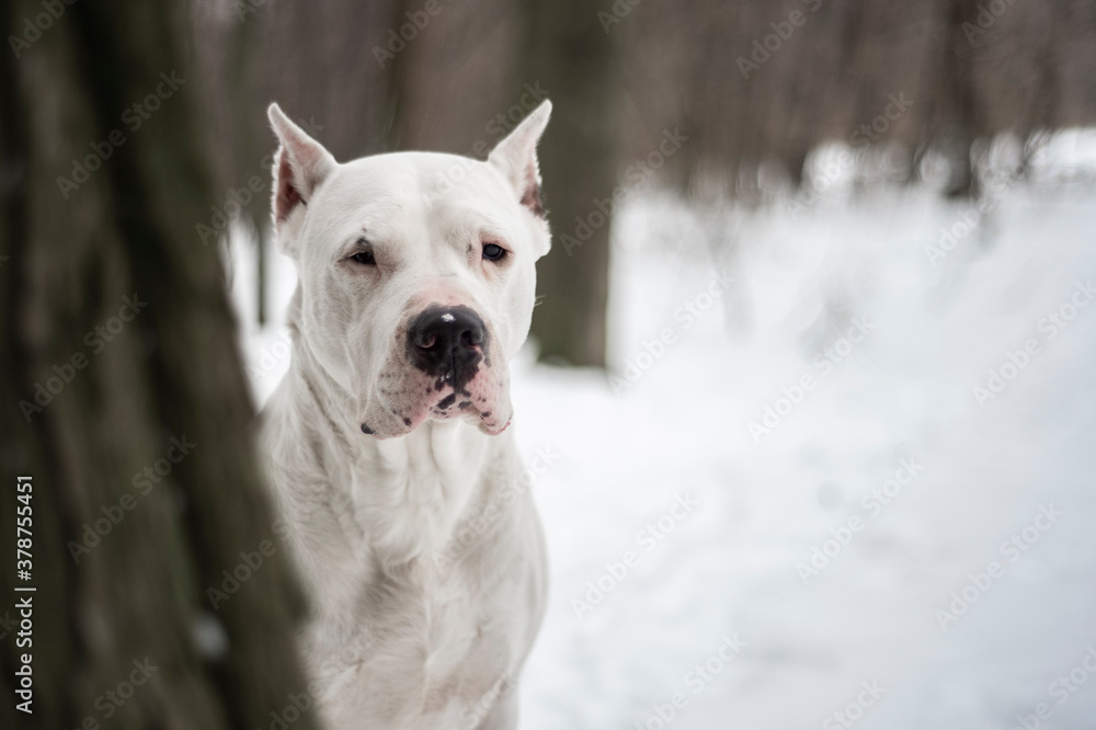 Dogo Argetino dog portrait in the winter forest