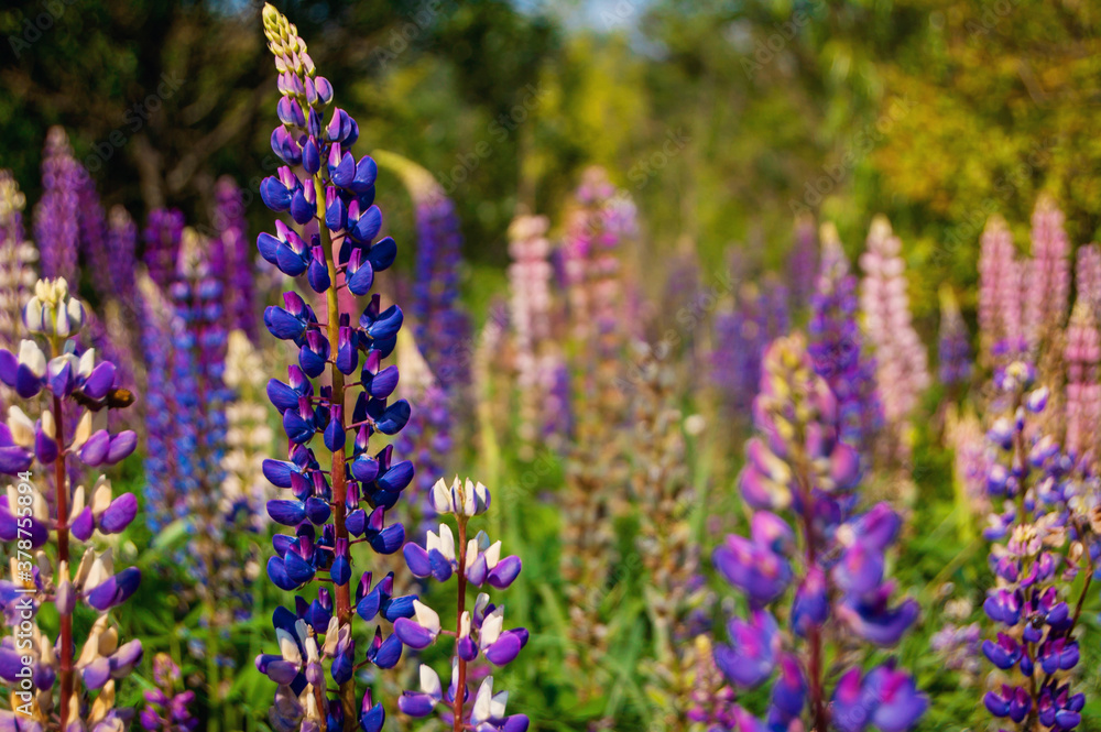 Beautiful lilac flowers of lupins in the meadow