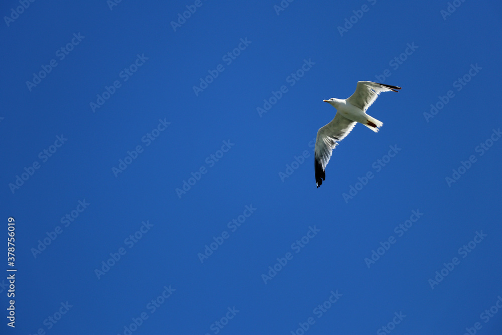 Seagull flying on a clear blue sky Seagull flying on a clear blue sky