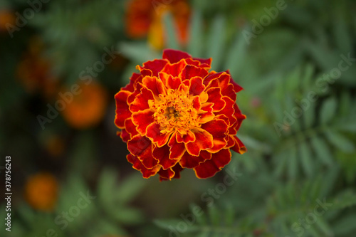 Close up beautiful Marigold flower. Tagetes background, wedding card.