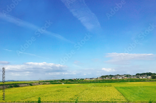 広がる青い空と黄色い畑