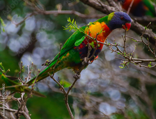 Rainbow lorikeet feeding in a Sydney Park Australia