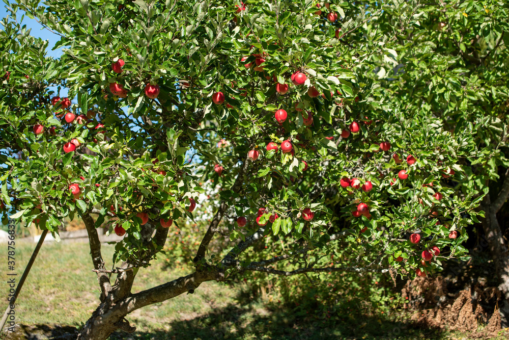 red apple tree, Nacka, Stockholm, Sverige, Sweden