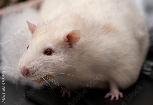 Cute pet rat holding food in his mouth