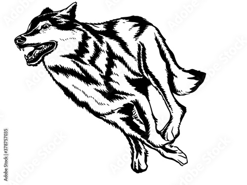 Wolf's face