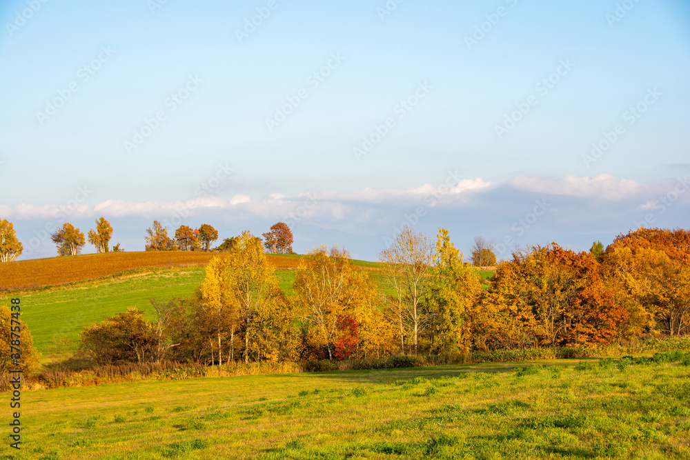黄葉した秋の丘陵地帯

