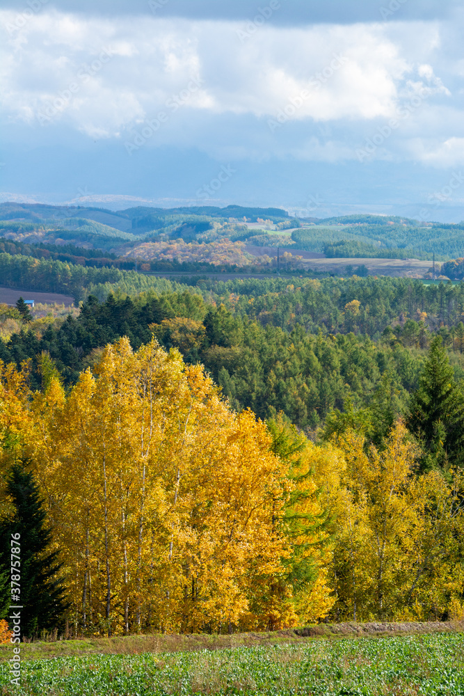 黄葉の秋の林と丘陵地帯
