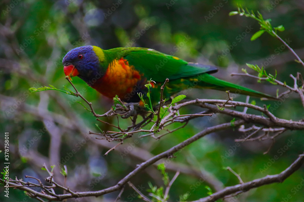 Naklejka premium Rainbow lorikeet feeding in a Sydney Park Australia