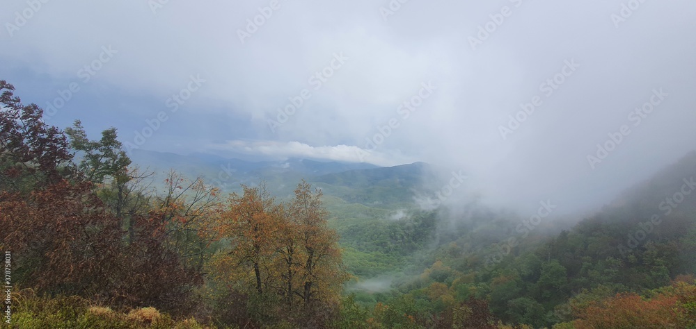 Fototapeta premium fog in the forest