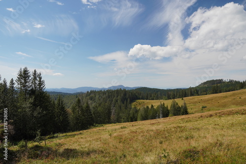 Schwarzwald im Sommer 