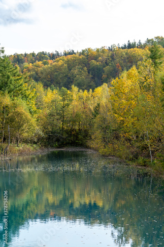 黄葉の木々を映す秋の青い池 美瑛町 