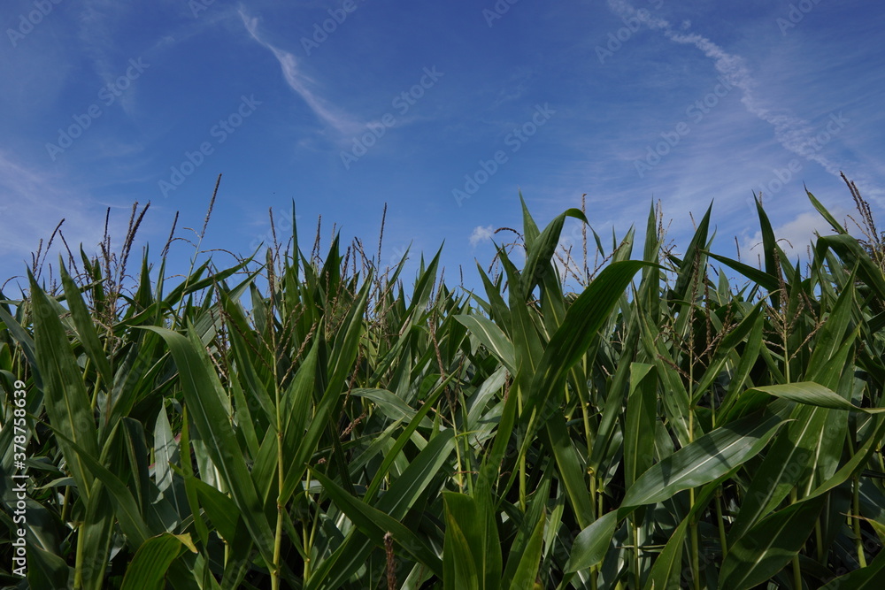 Obraz premium Blick über ein Maisfeld 