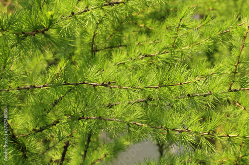 Green branch of larch with fresh leaves lit by the sunlight