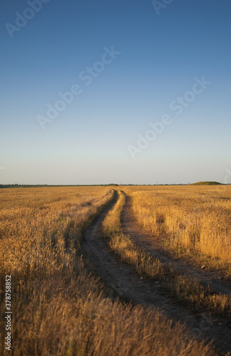 A road for cars in the middle of a wheat field.